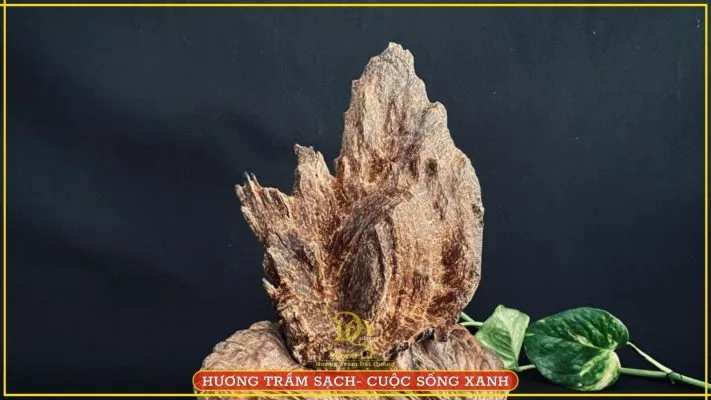 Bonsai Cảnh Trầm Hương Và Giá Trị Tâm Linh Phong Thủy